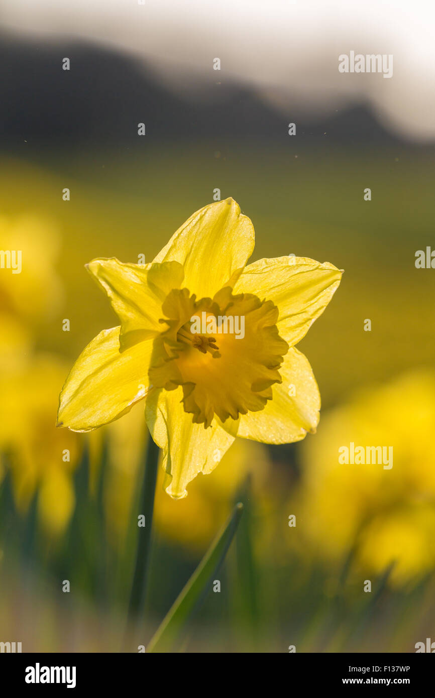 An out of focus field of daffodils with a backlit daffodil in the