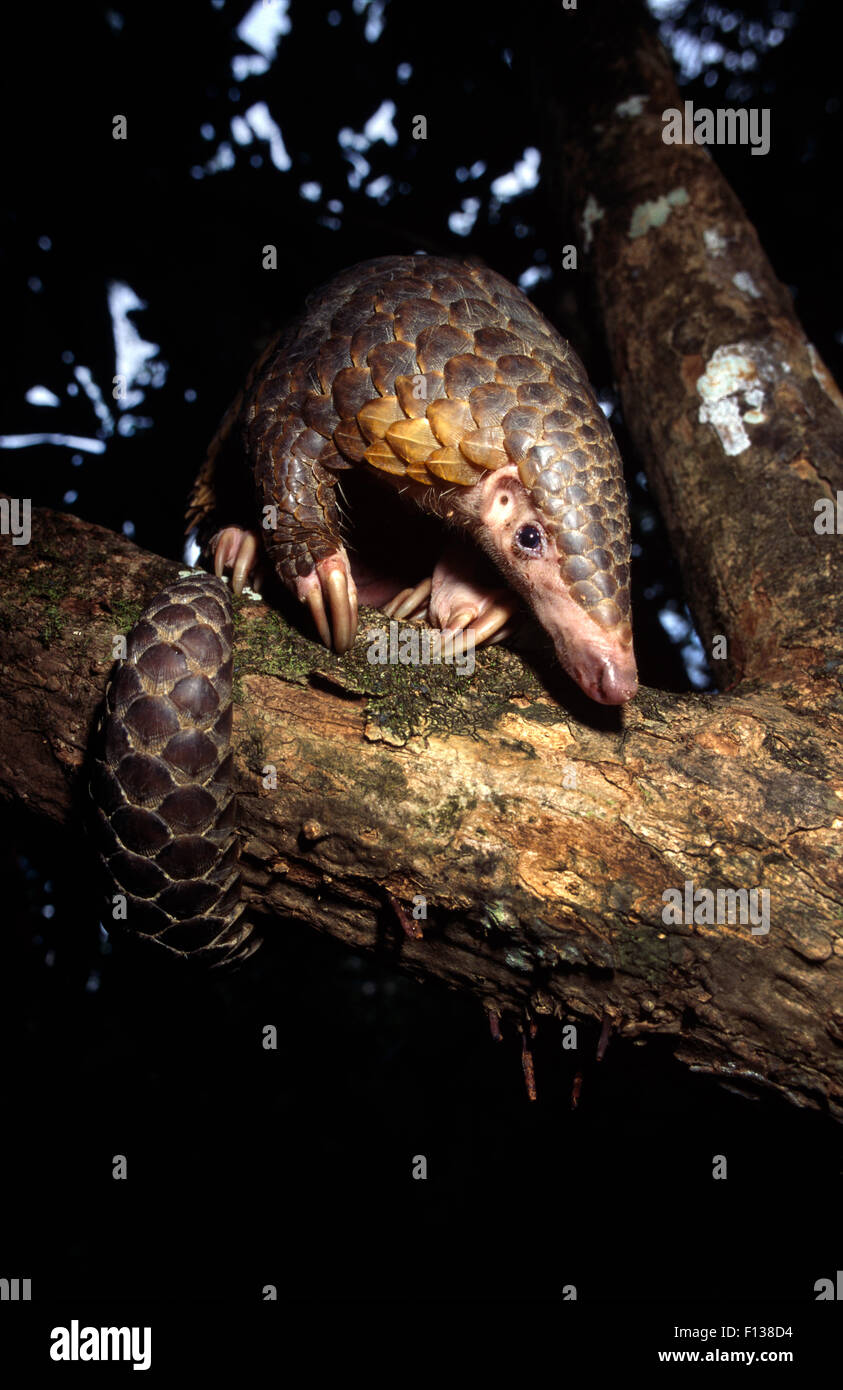 Chinese pangolin (Manis pentadactyla) in a tree at dusk, Komodo National Park, Indonesia. Stock Photo