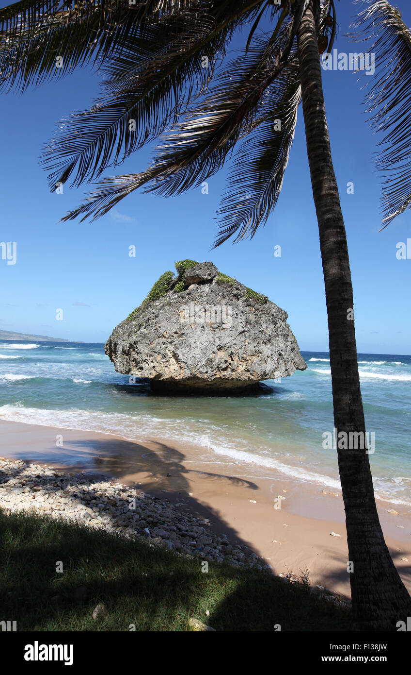 A giant rock on Bathsheba beach in Barbados in the Caribbean Stock 