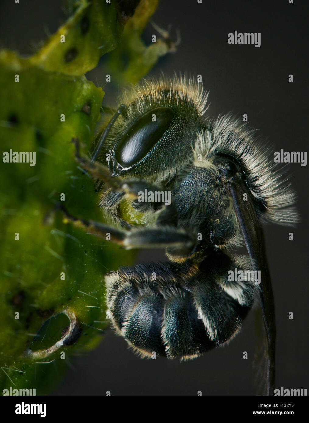 Blue Spot Mason Bee Osmia Caerulescens Making Pulp From Leaf Bristol blue-spot-mason-bee-osmia-caerulescens-making-pulp-from-leaf-bristol
