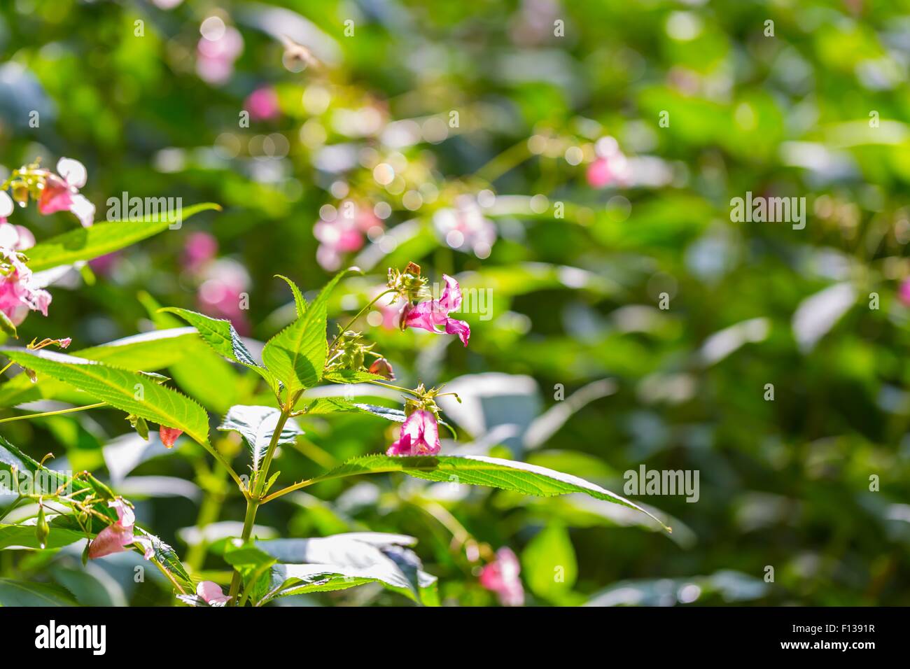 Beautiful wild pink flowers growing in summertime forest Stock Photo ...