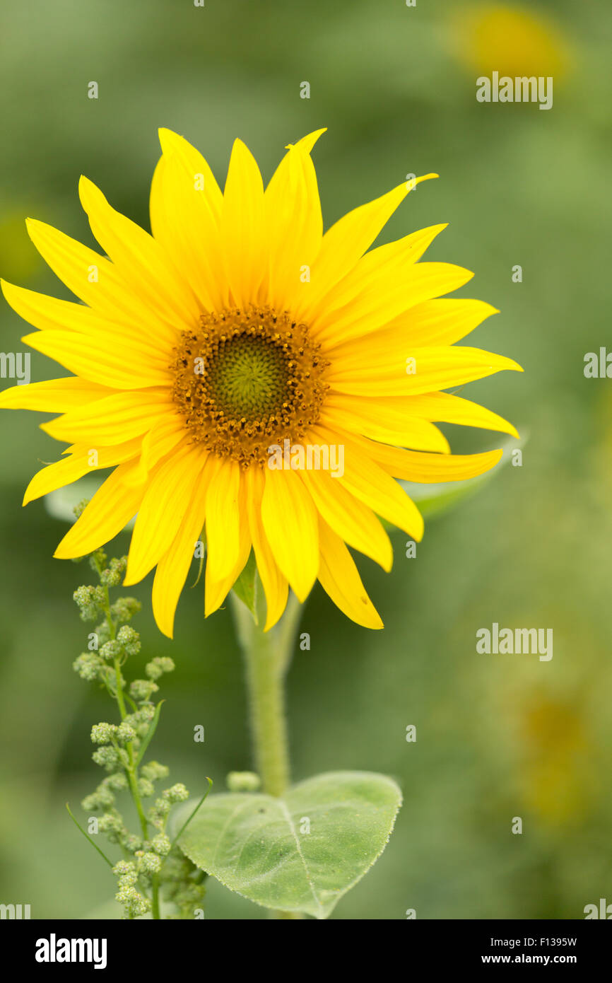 Sunflower leaves hires stock photography and images Alamy