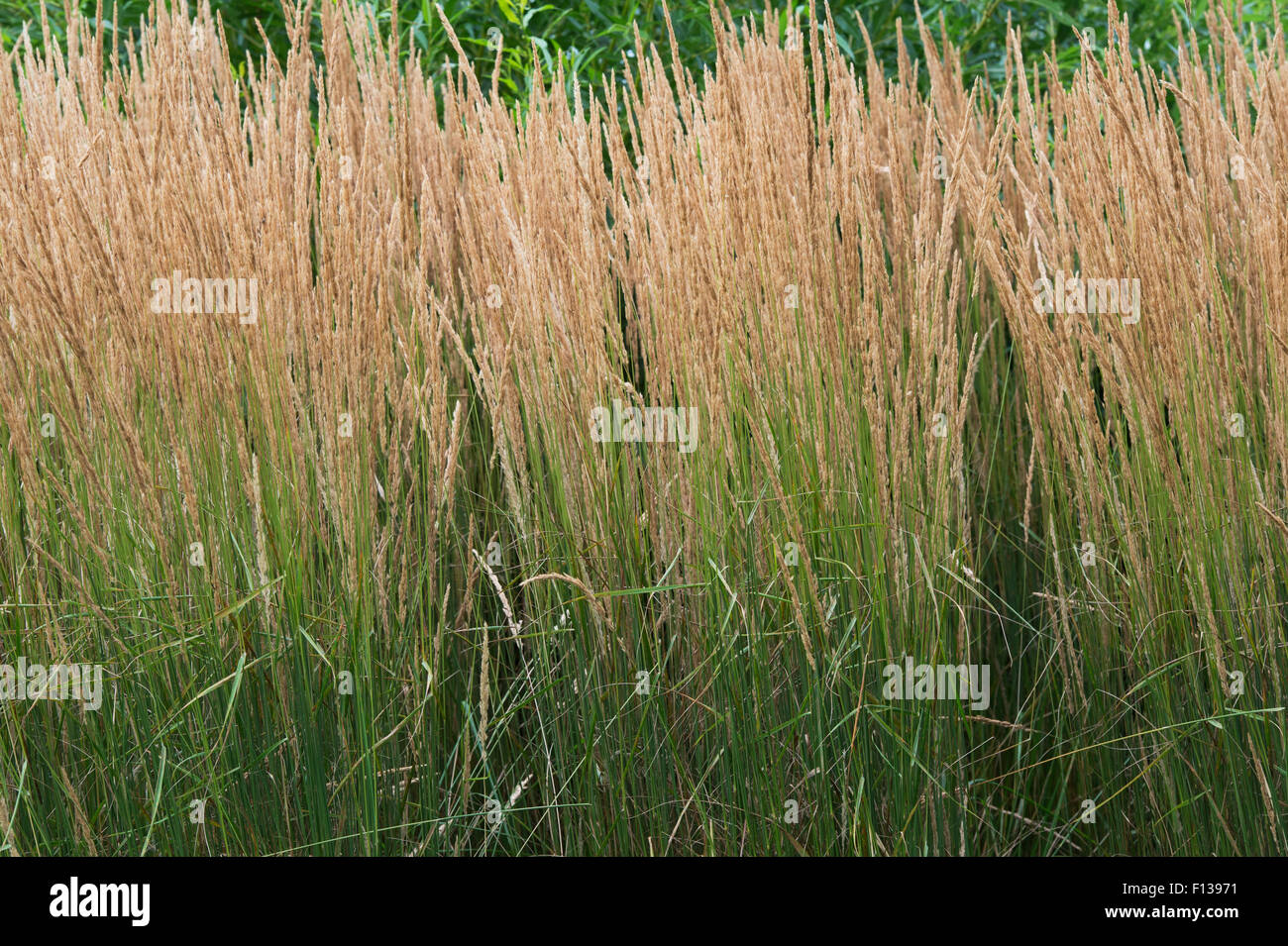 Calamagrostis × acutiflora 'Karl Foerster'. Feather reed grass 'Karl Foerster' Stock Photo