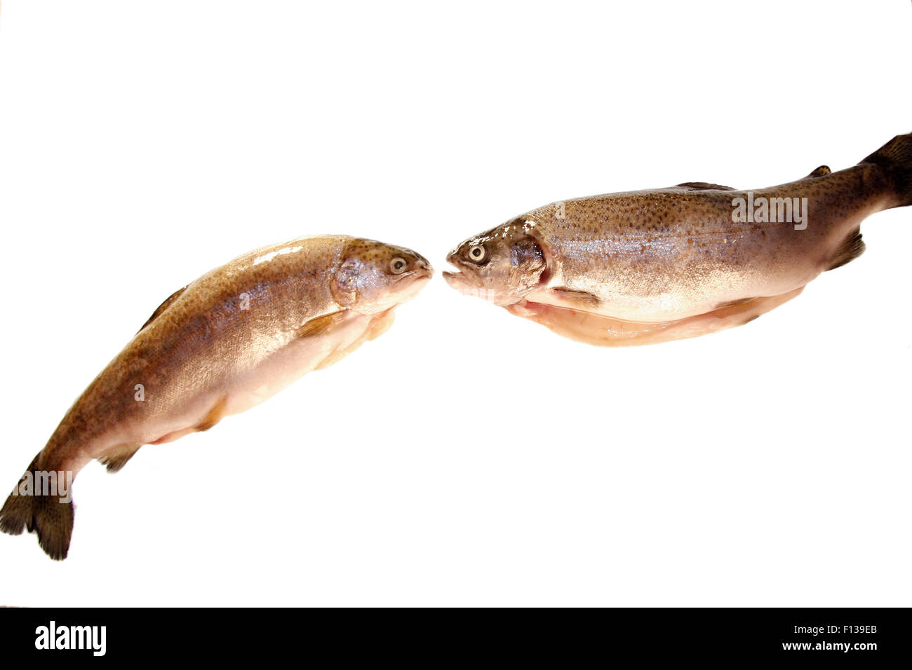 Forellen: Fische - Symbolbild Nahrungsmittel. Stock Photo