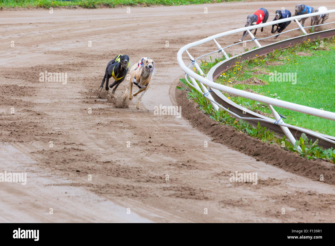 Greyhound dogs racing stock photo alamy