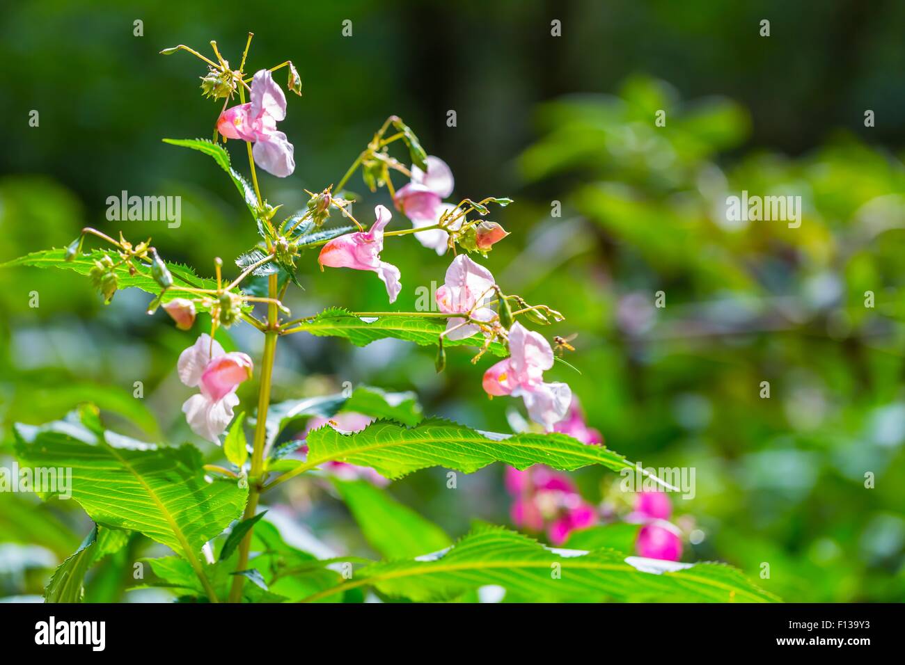Beautiful wild pink flowers growing in summertime forest Stock Photo ...