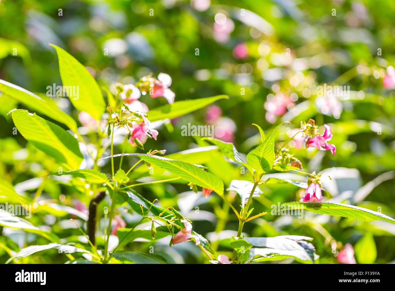 Beautiful wild pink flowers growing in summertime forest Stock Photo ...