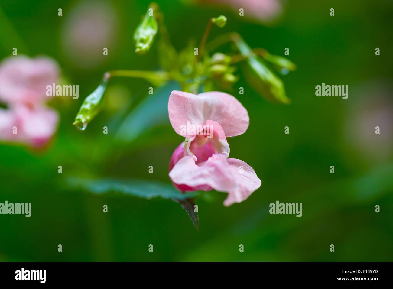 Beautiful wild pink flowers growing in summertime forest Stock Photo ...
