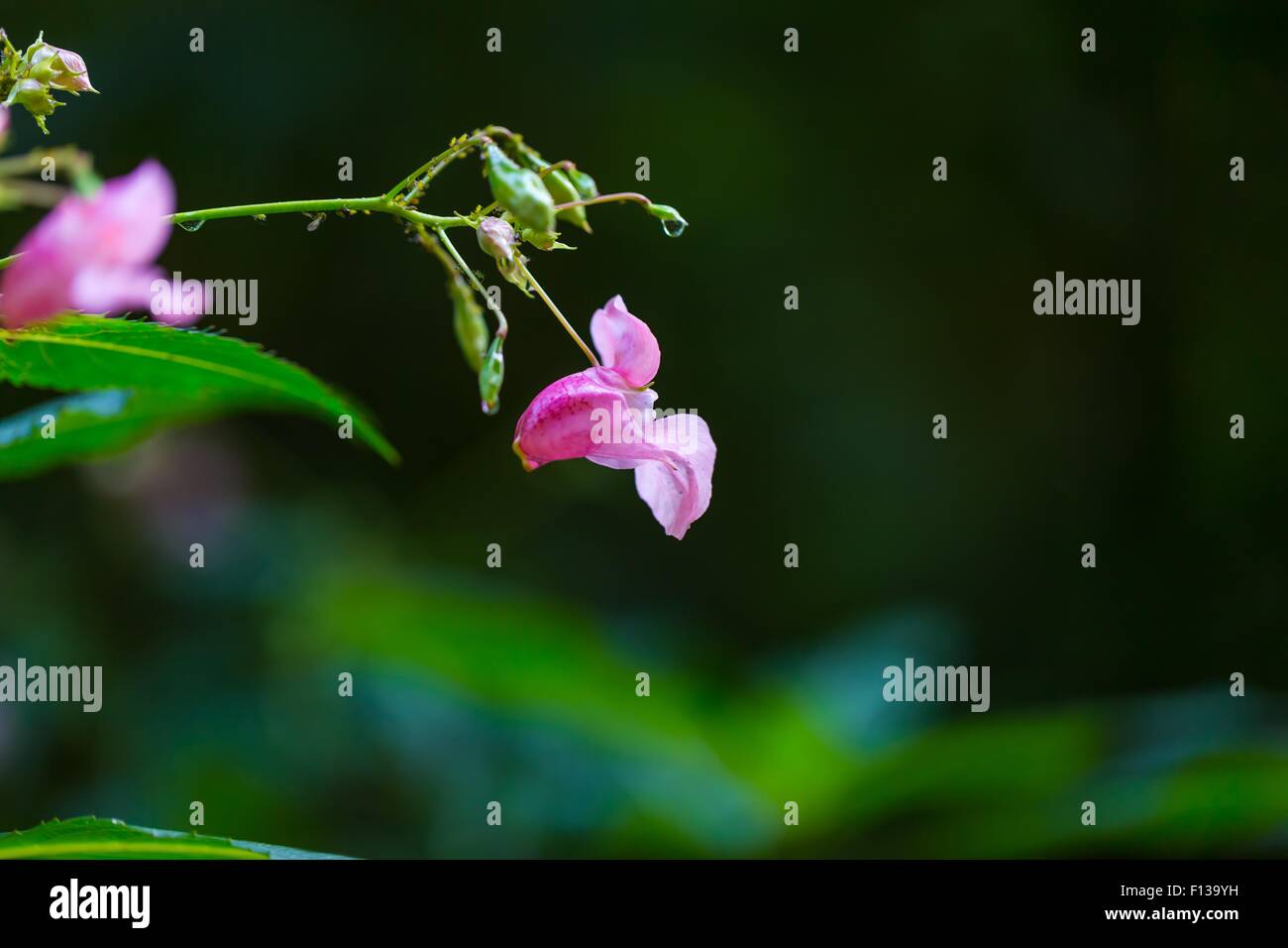 Beautiful wild pink flowers growing in summertime forest Stock Photo ...