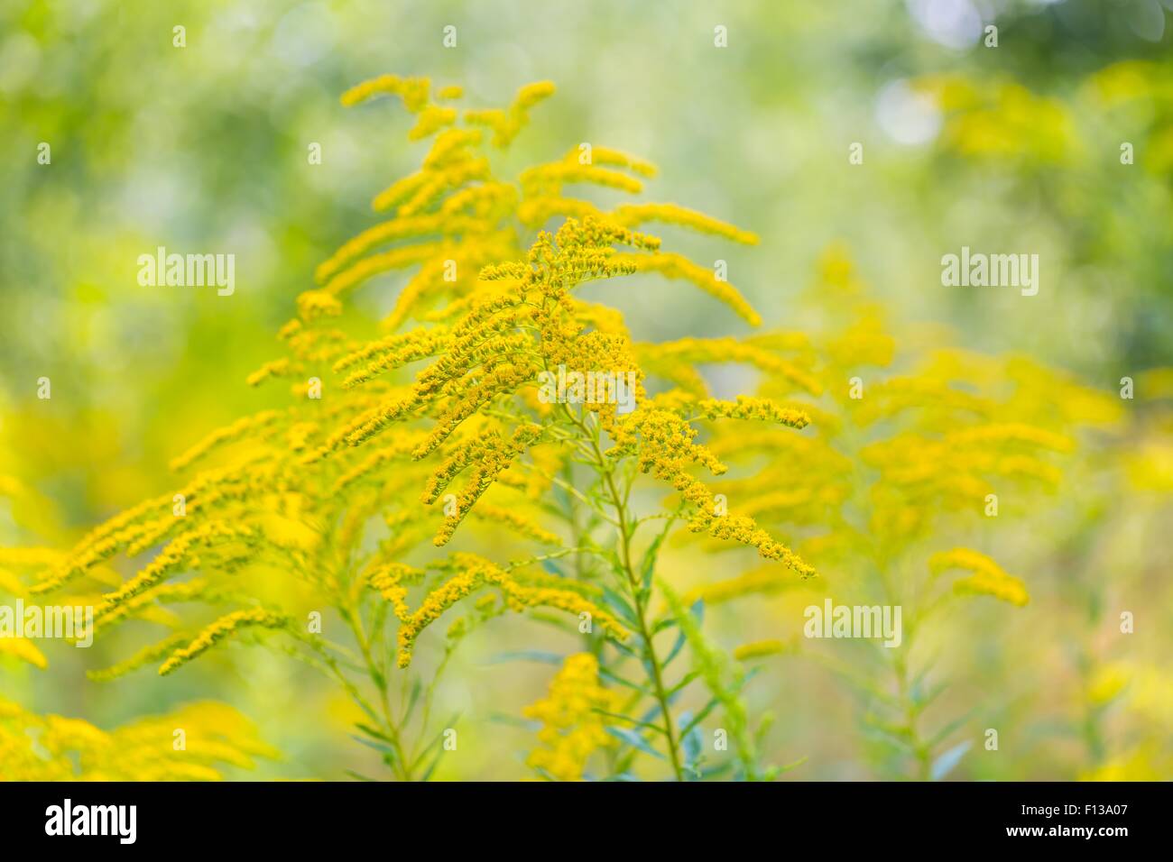 Beautiful yellow goldenrod flowers blooming. Beautiful flowers of autumn. Stock Photo