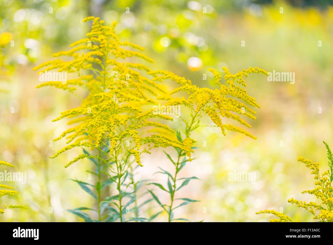 Beautiful yellow goldenrod flowers blooming. Beautiful flowers of autumn. Stock Photo