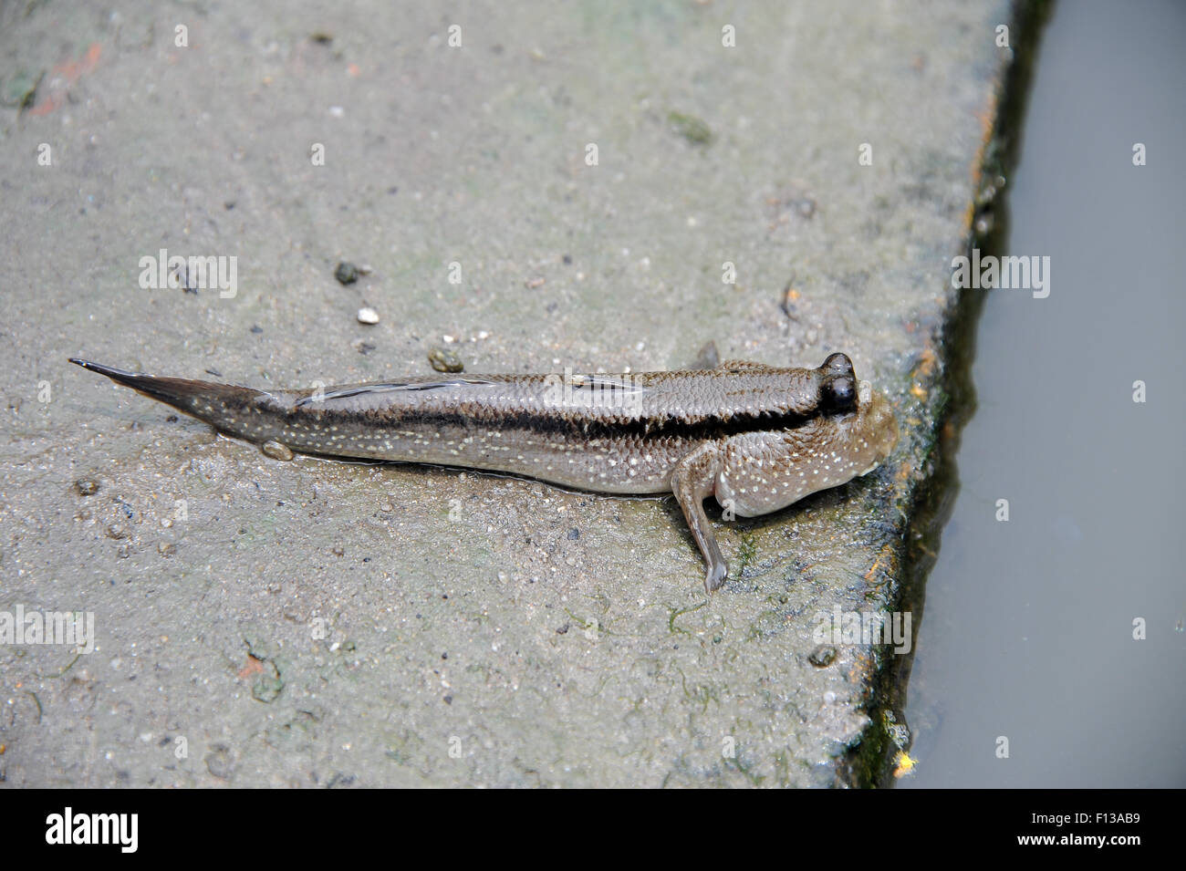 Mud fish hires stock photography and images Alamy