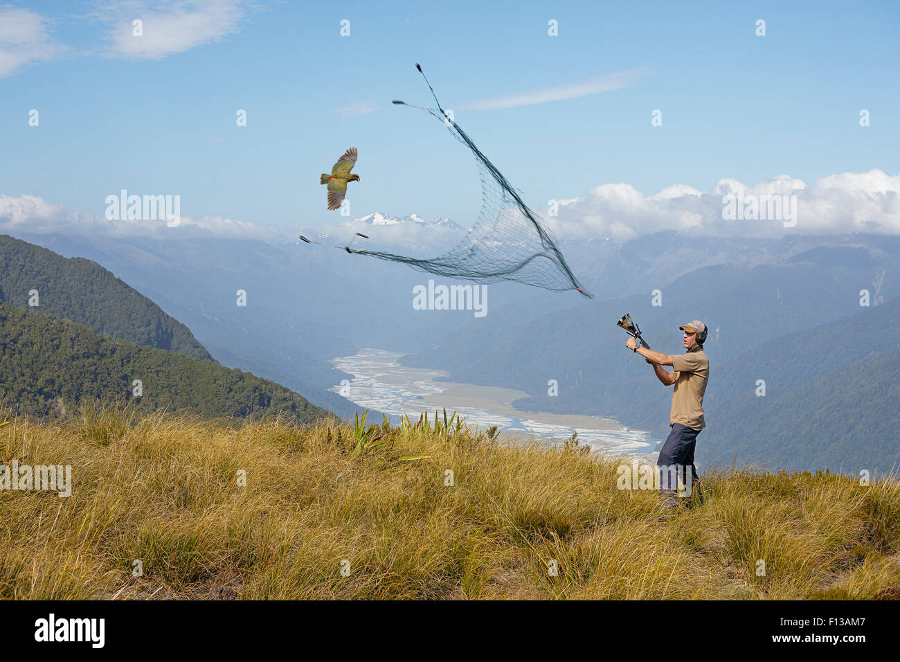 Researcher catching a flying Kea (Nestor notabilis) with net gun. Kea Research, South Island, New Zealand. January. Model released.Digital composite. Stock Photo