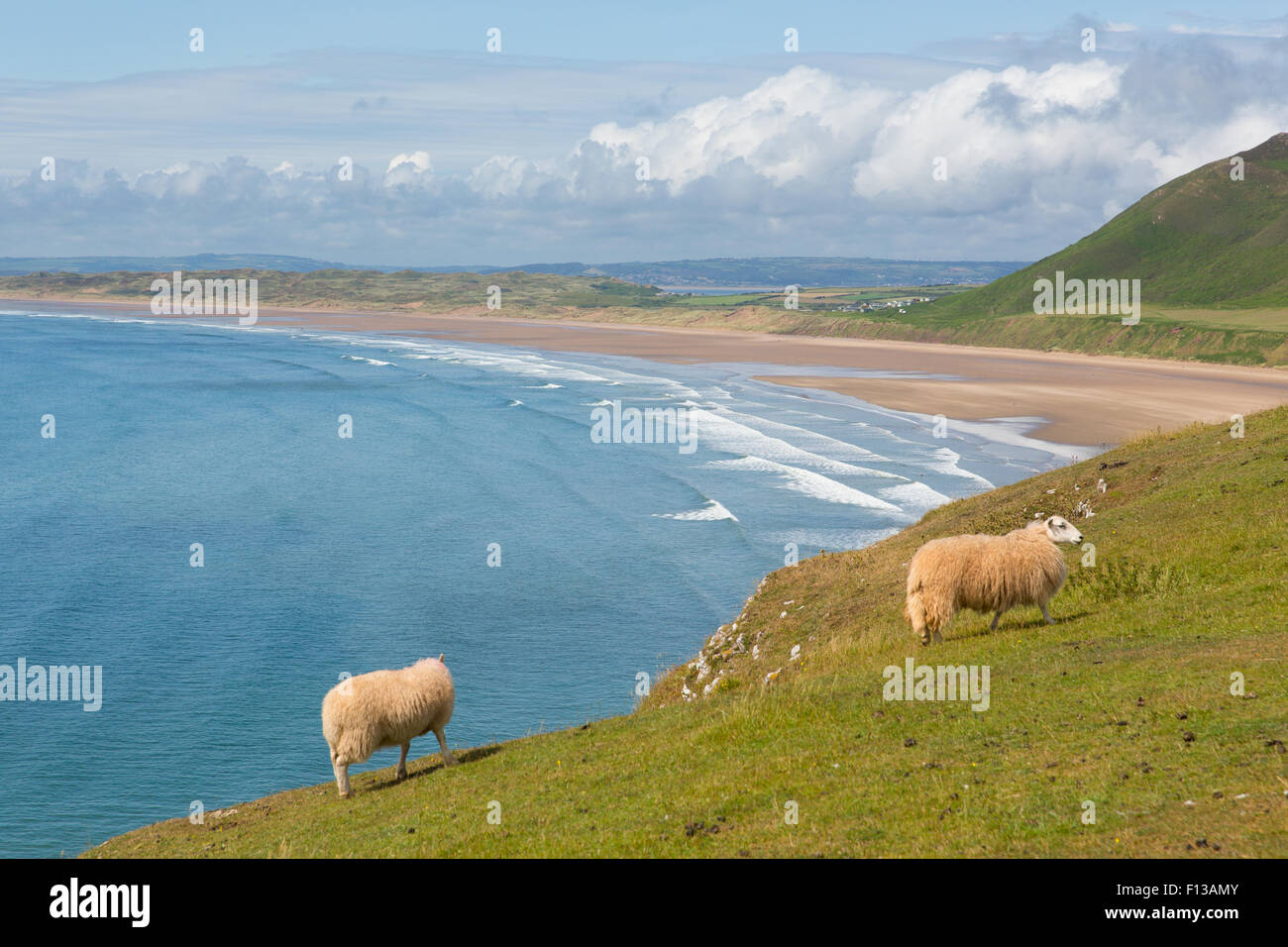 Welsh sheep Rhossili beach The Gower peninsula South Wales coast one of the best beaches in the UK in summer with blue sky Stock Photo