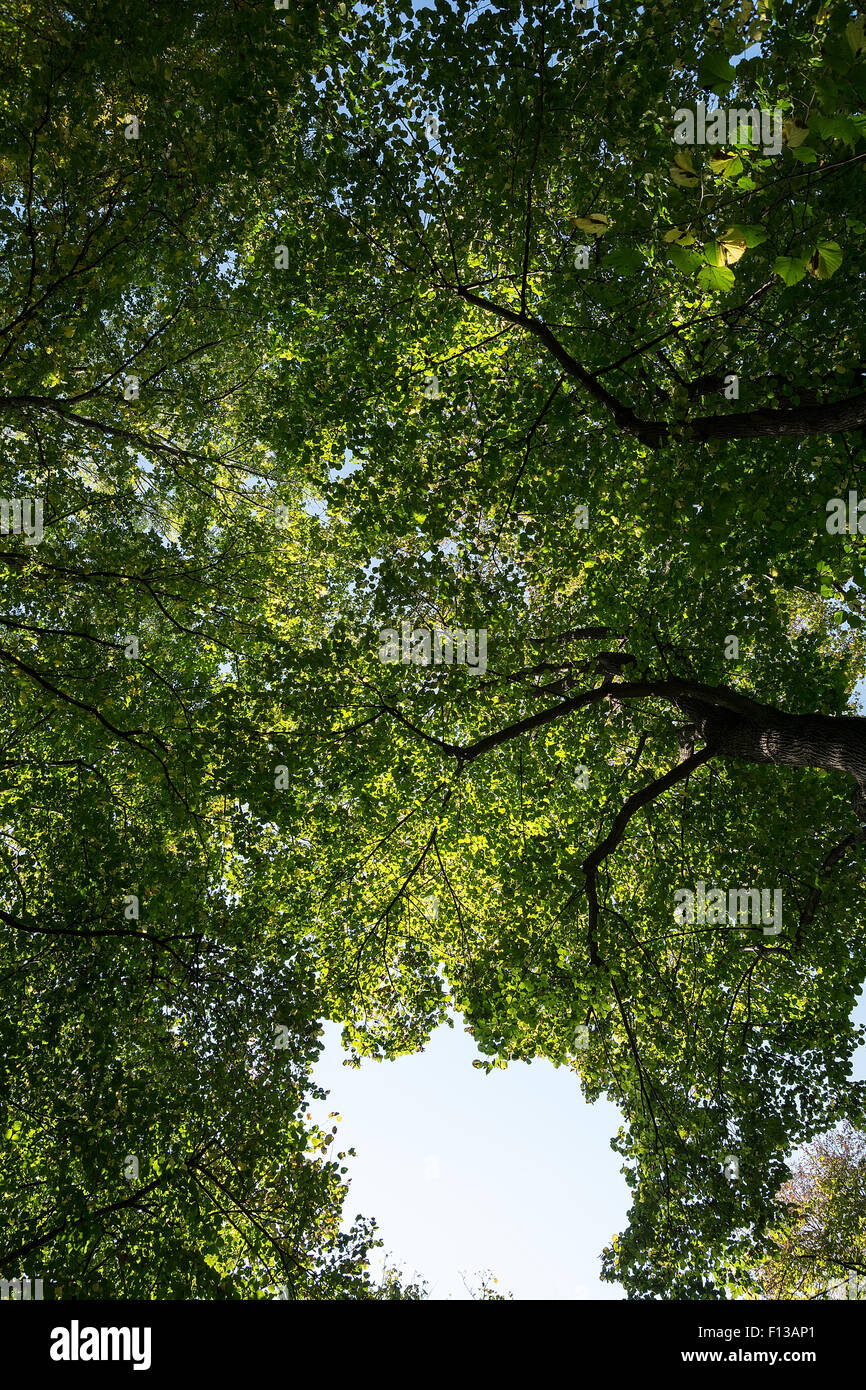 Leaves on the sky background Stock Photo - Alamy