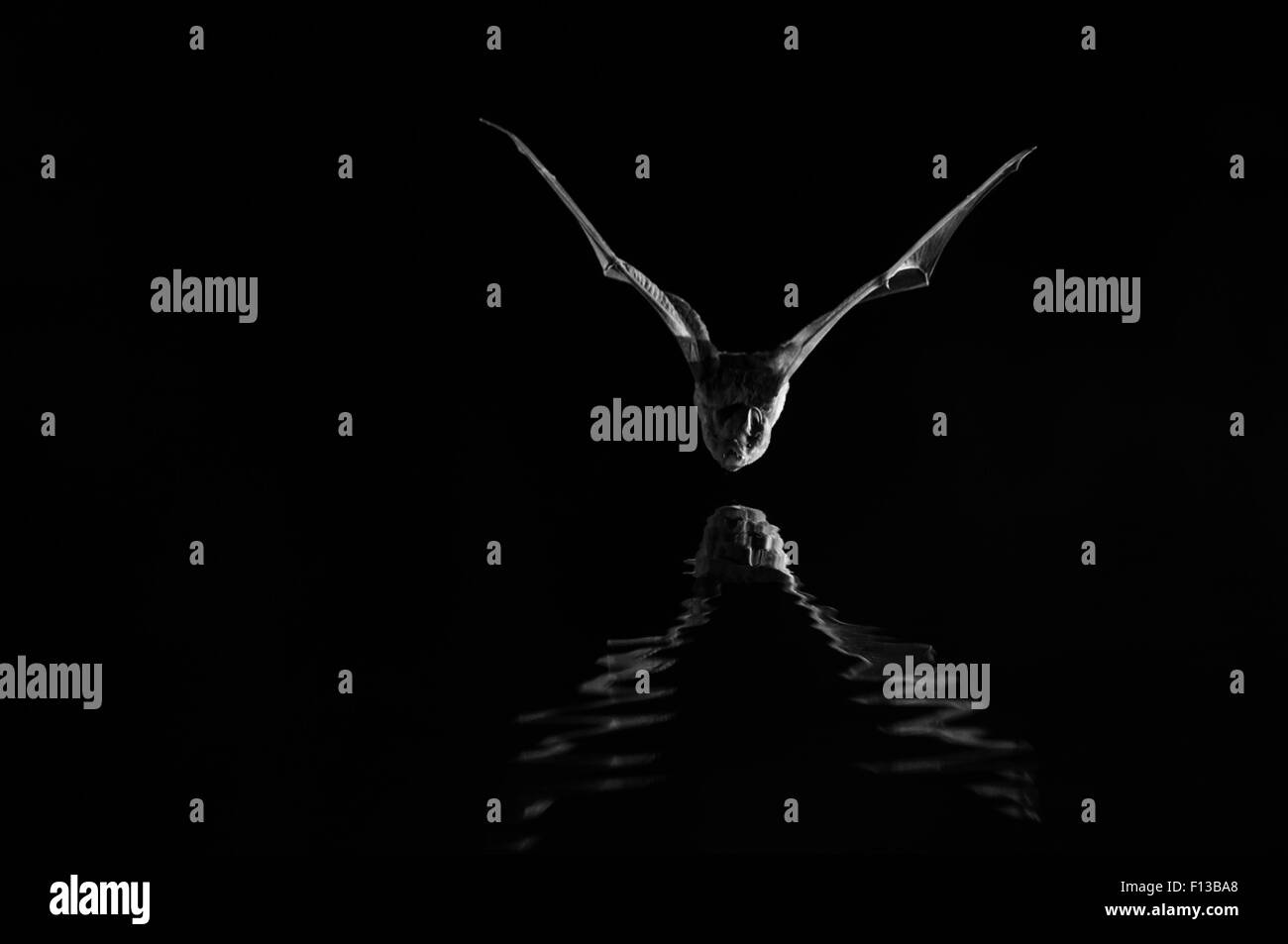 Leisler's bat (Nyctalus leisleri) flying low over water, taken at Stock