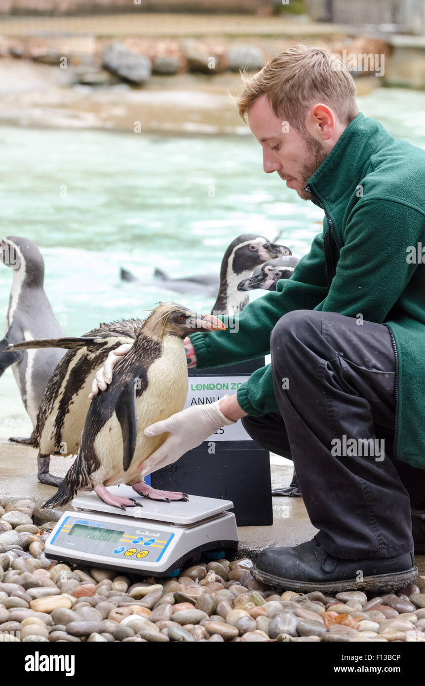 London, UK. 26th Aug, 2015. Zookeeper Karl Ashworth weighs a Rockhopper Penguin as the Zoological Society of London (ZSL) performs its annual animal weigh-in at London Zoo. Credit:  Guy Corbishley/Alamy Live News Stock Photo