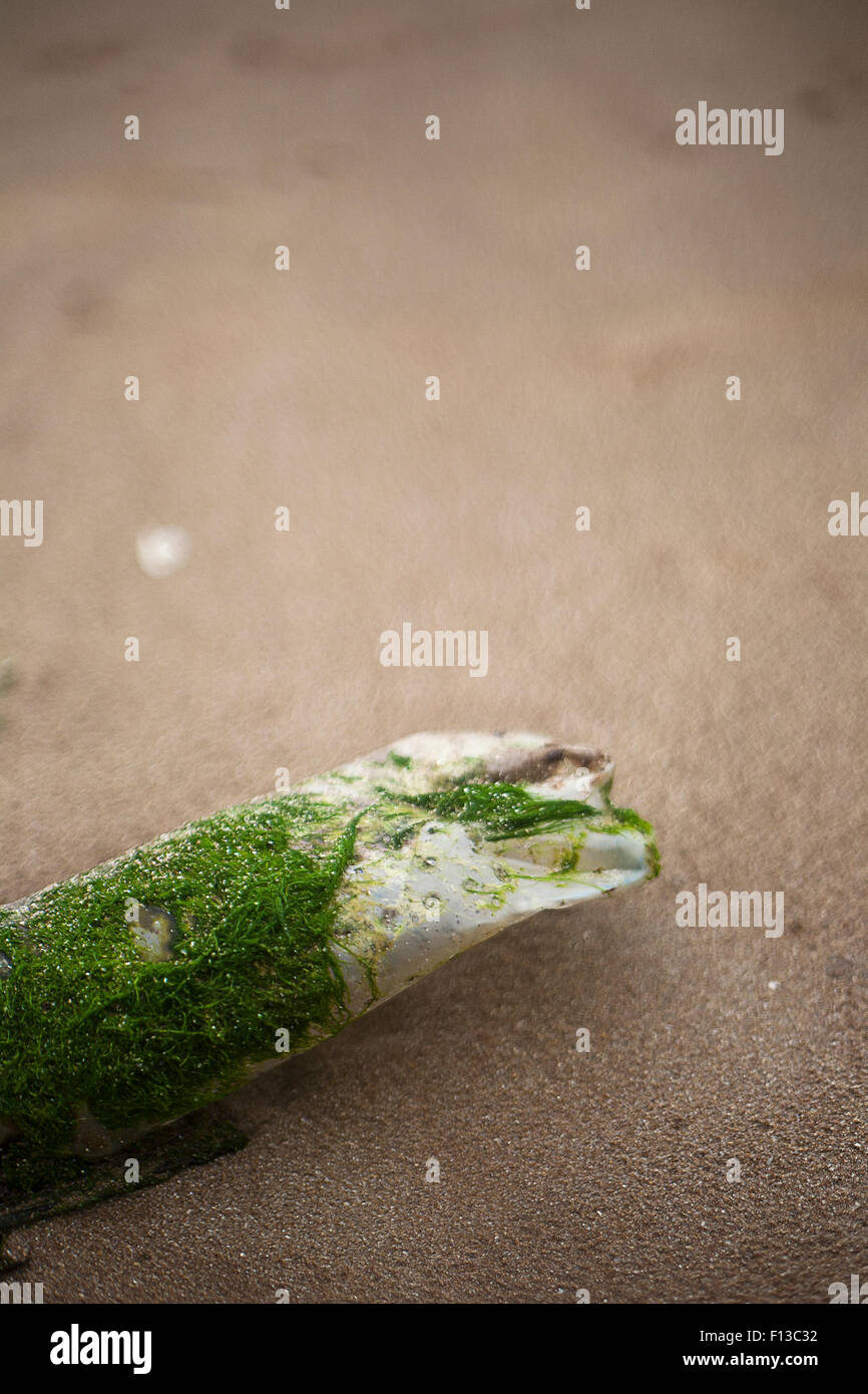 Fungus and moss on Plastic bottle on the beach Stock Photo Alamy