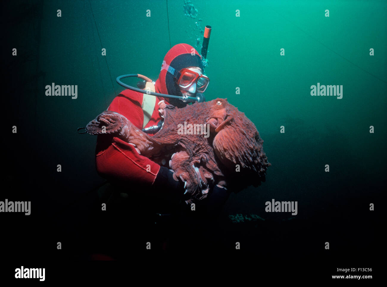 Giant Pacific Octopus (Enteroctopus dofleini) weighing over 20 Kilos