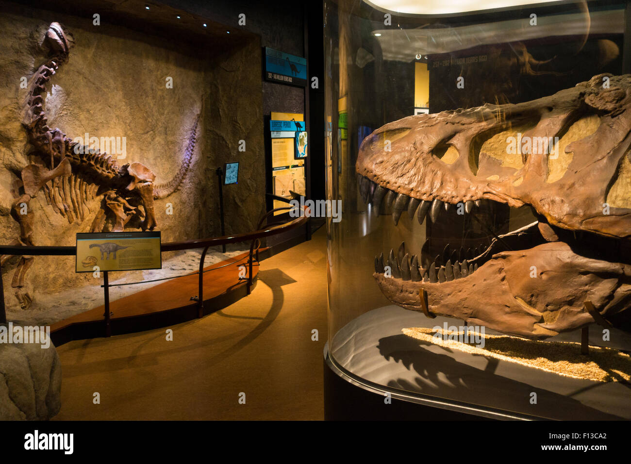 Dinosaur artifacts hires stock photography and images Alamy