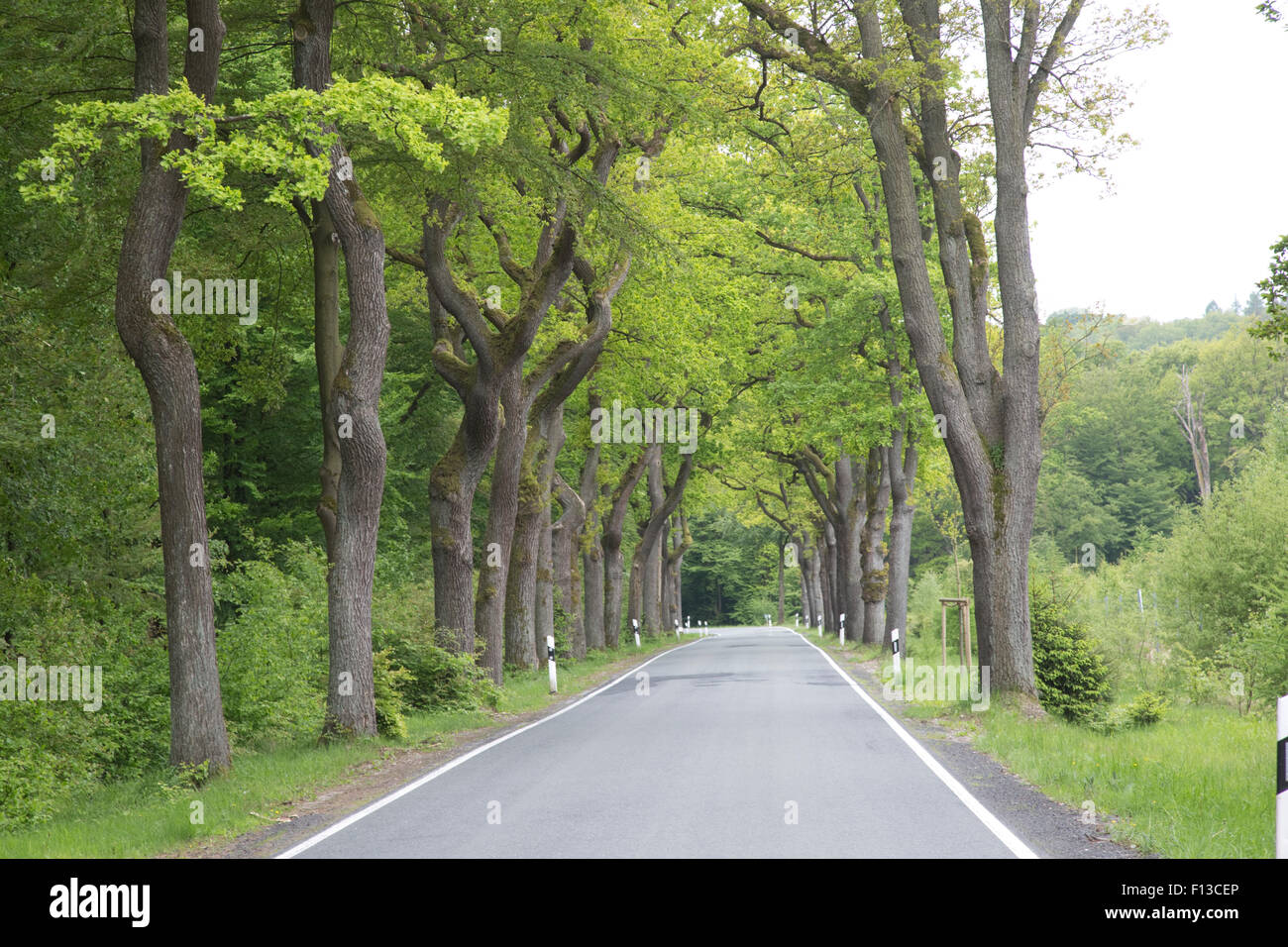 Tree lined road near Buhren Germany Stock Photo