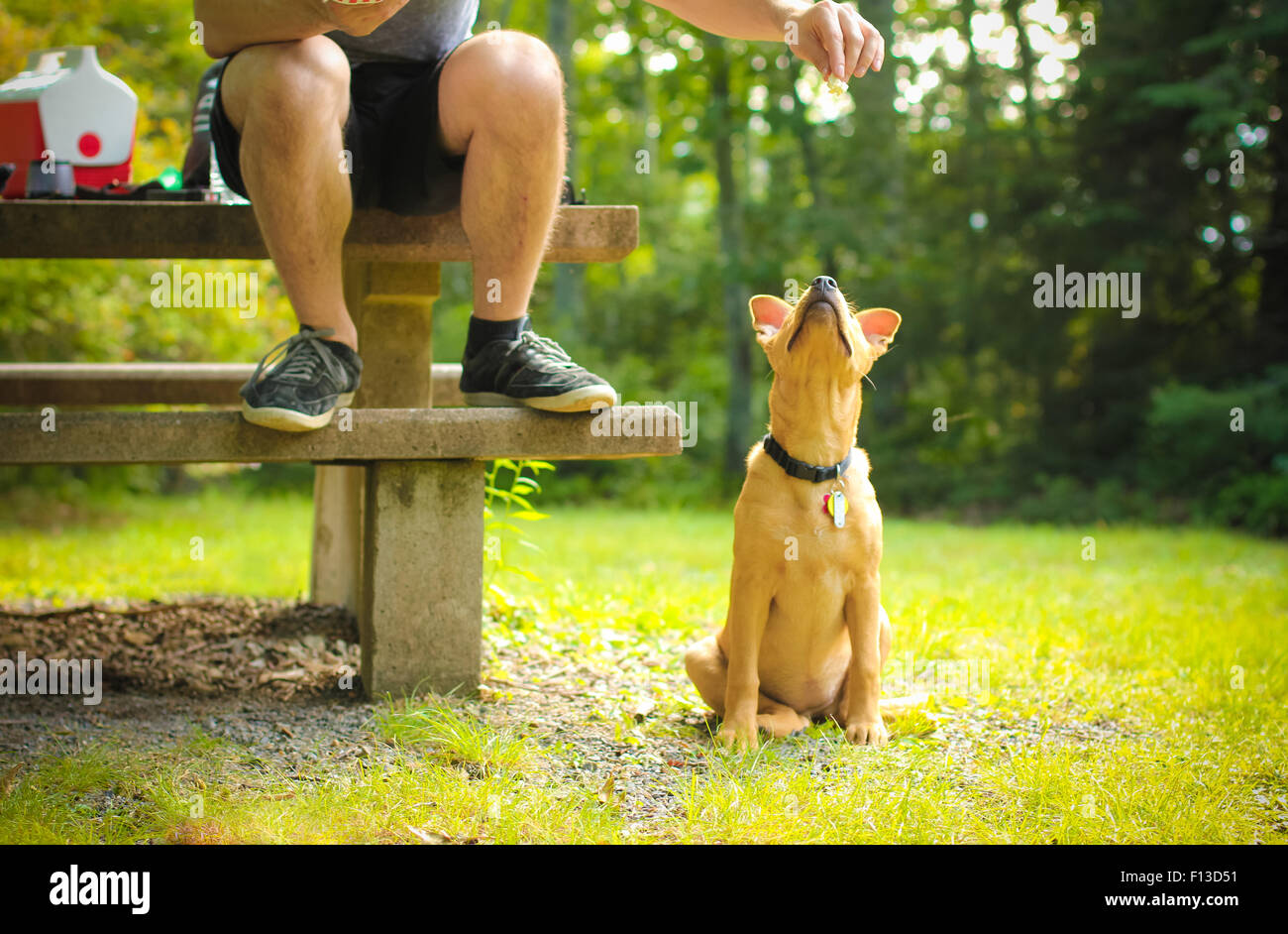 Man feeding his dog Stock Photo