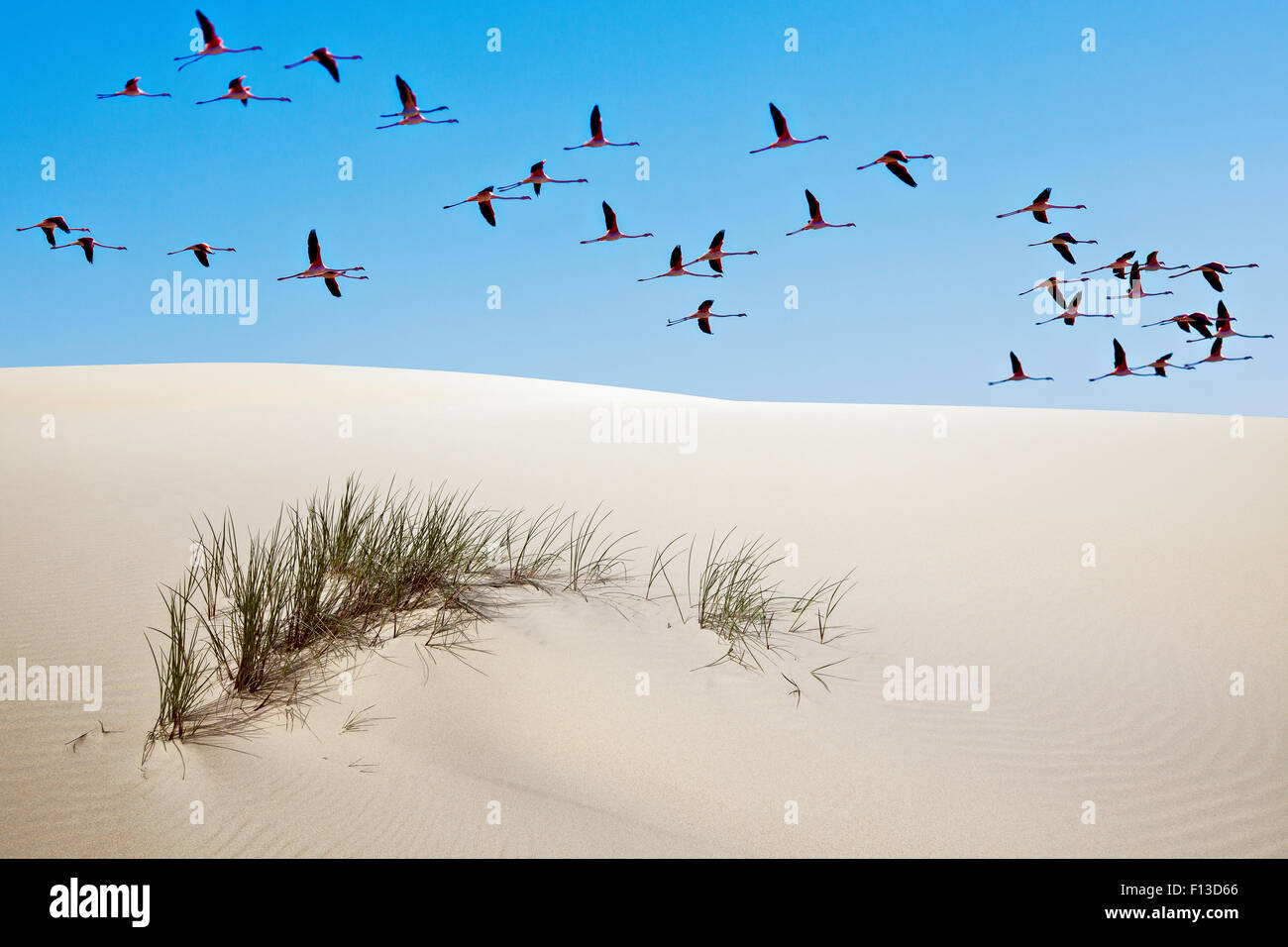 Greater flamingos (Phoenicopterus ruber) in flight over sand dune, Donana National Park, Andalusia, Spain, March. Stock Photo