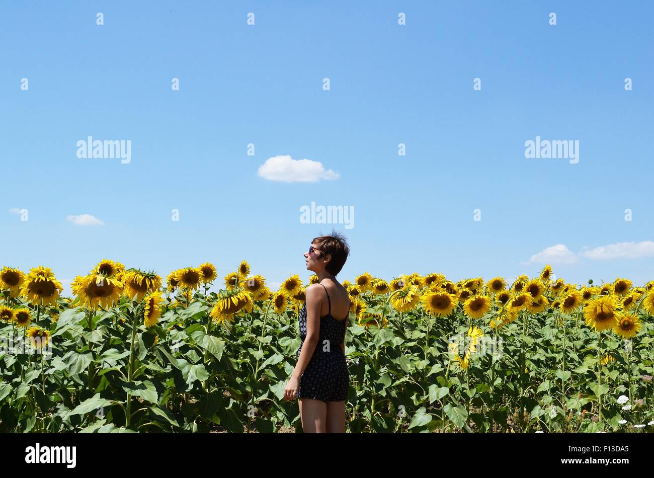 Young woman standing in a sunflower field Stock Photo - Alamy