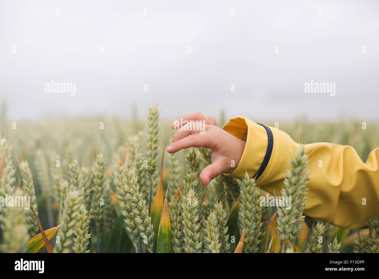 Boy's hand touching wheat on a rainy day Stock Photo