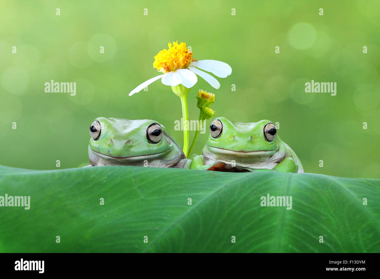 Two frogs on a leaf in front of a daisy Stock Photo