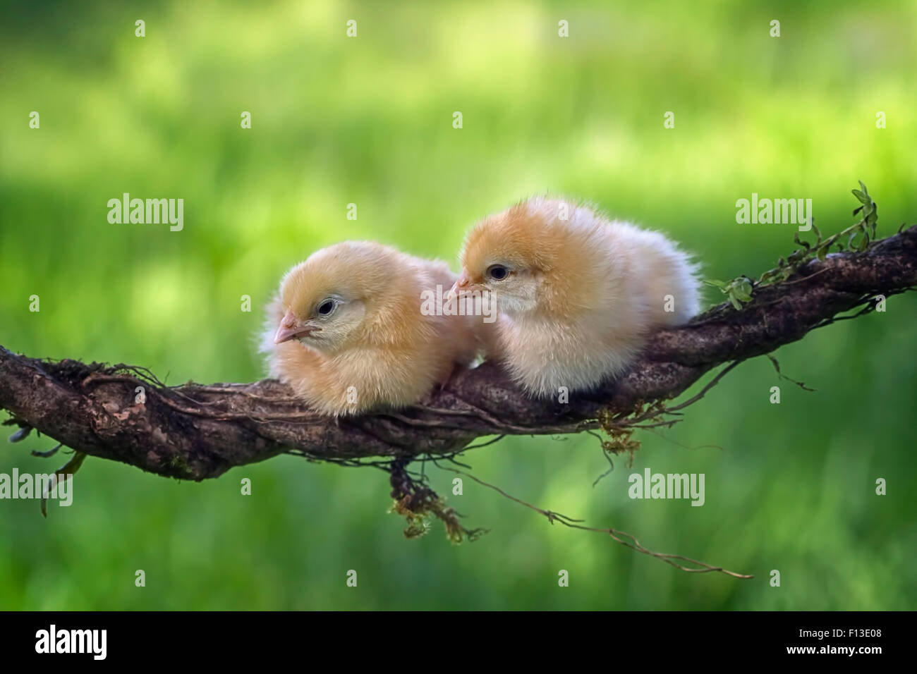 Two chicks sitting on a vine Stock Photo