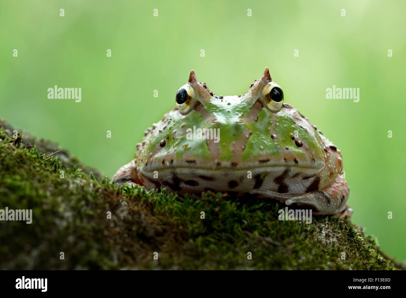 Pacman frog hires stock photography and images Alamy