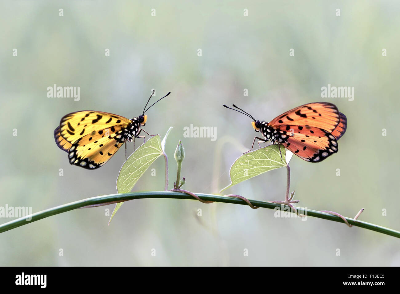 Two butterflies on a plant Stock Photo