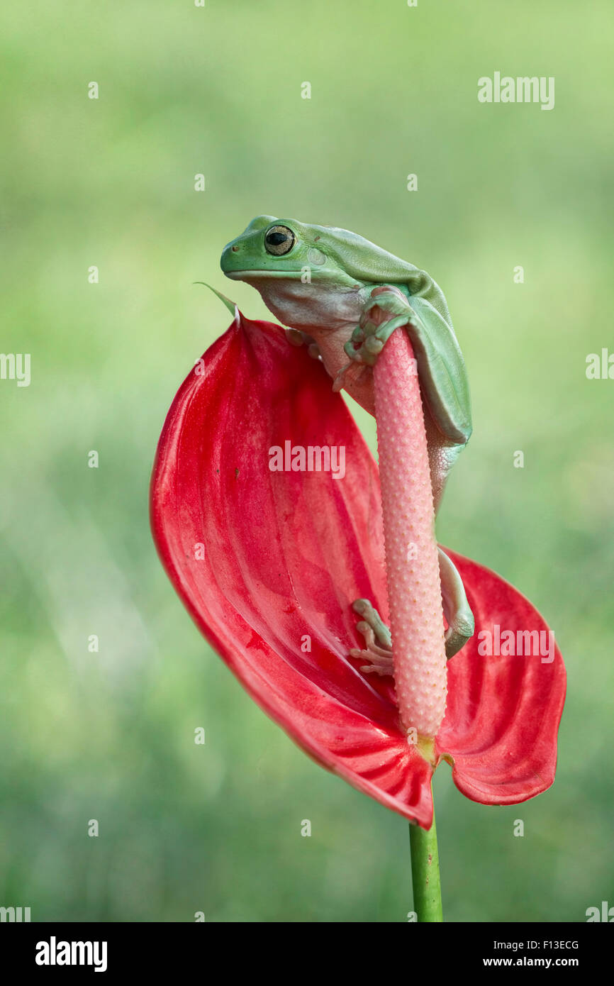 Flamingo tree hires stock photography and images Alamy