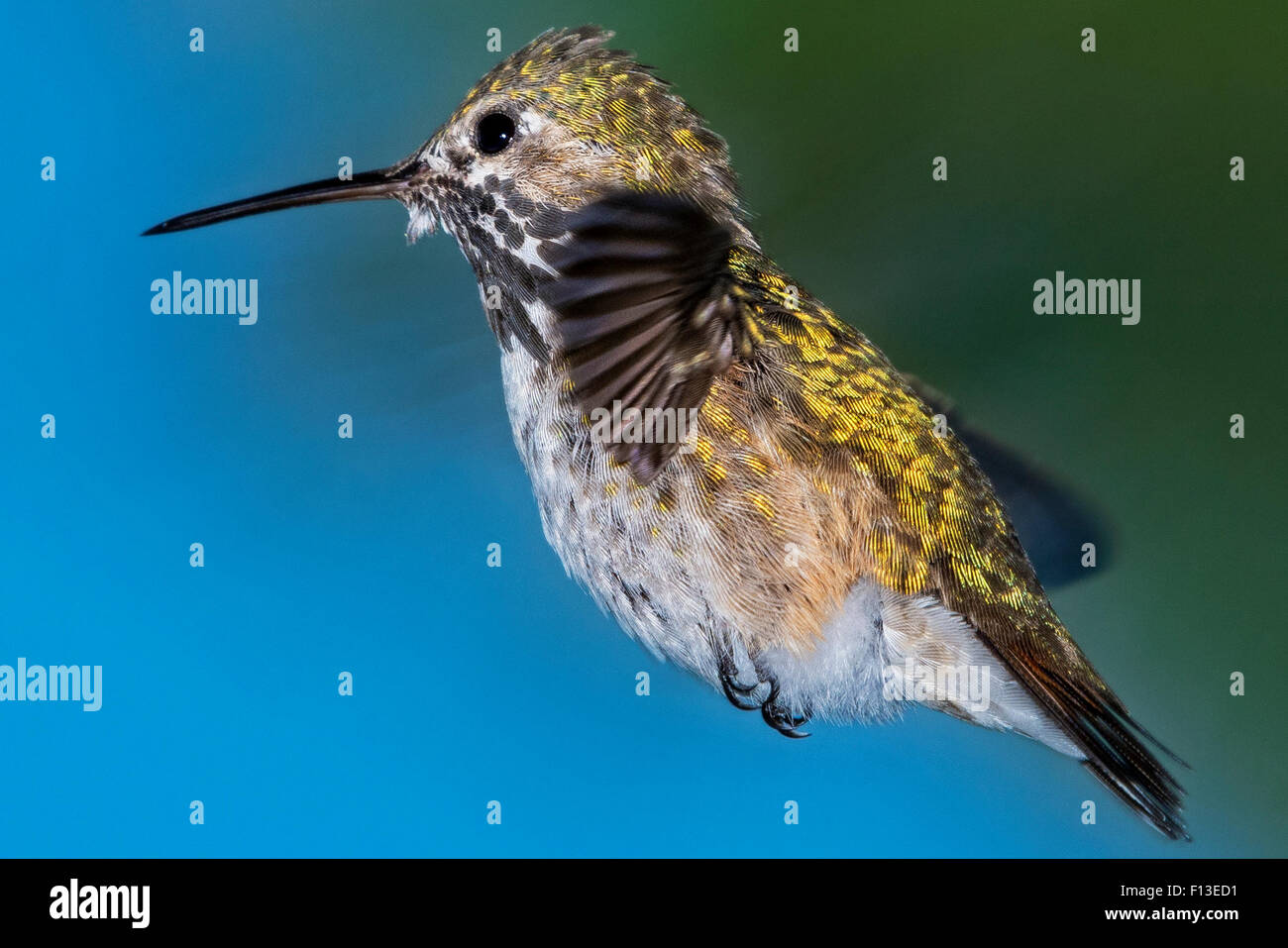 Portrait of a Calliope Hummingbird hovering in mid air Stock Photo