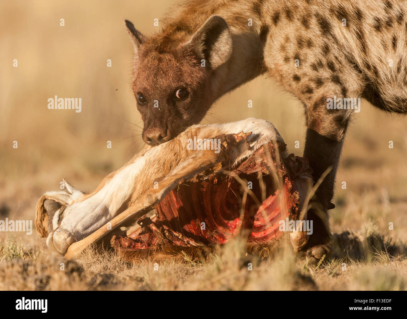 Hyena With Prey Stock Photos & Hyena With Prey Stock Images - Alamy