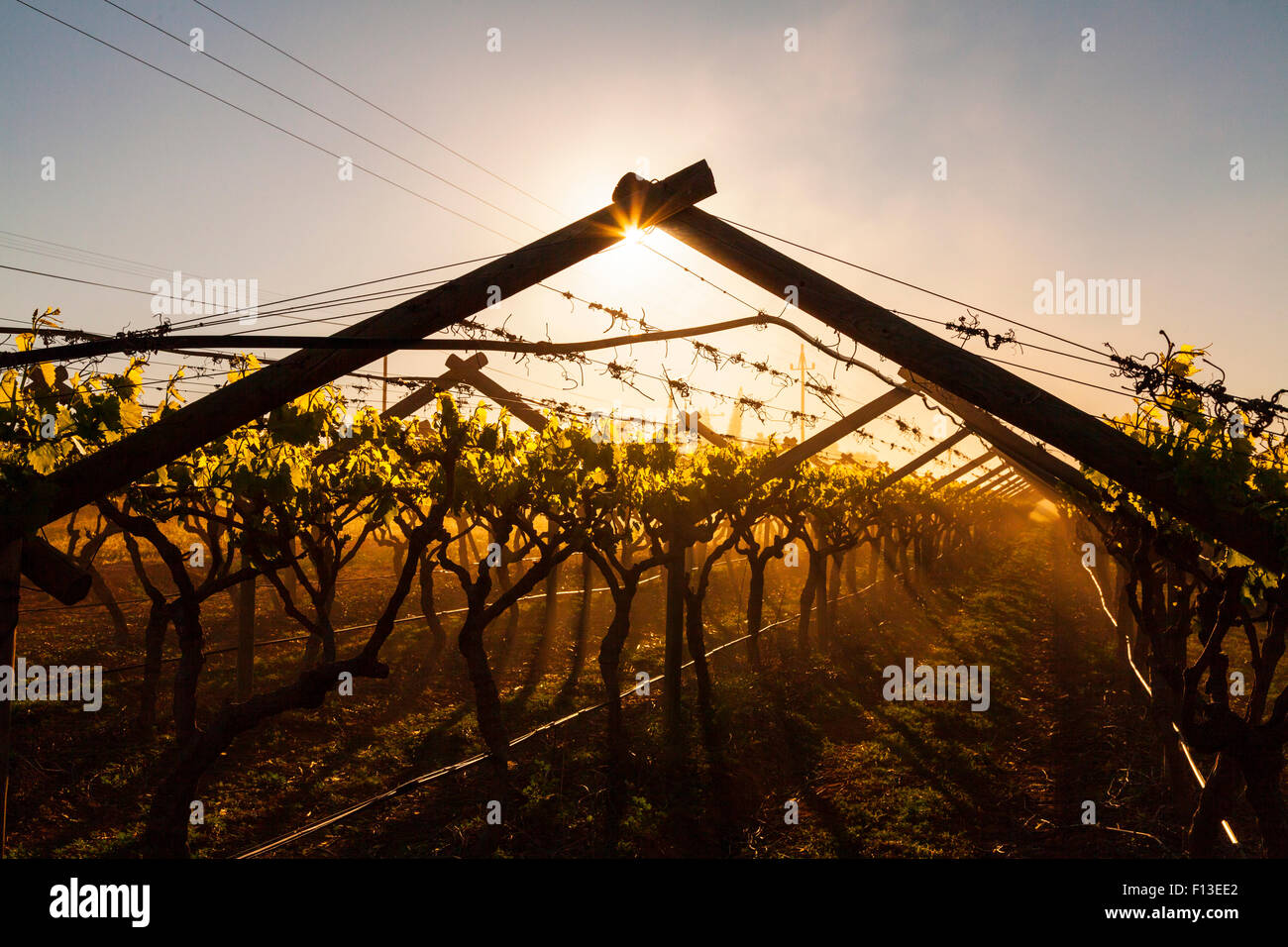 Vineyard with wire and wooden frame, Vanrhynsdorp, Western Cape province, South Africa, September 2012. Stock Photo