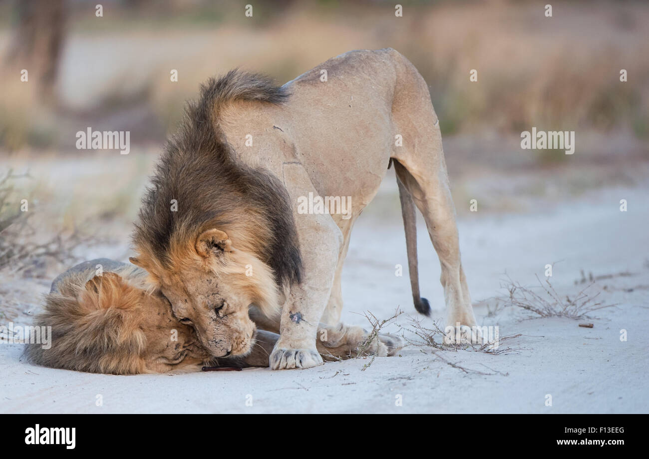 Two lions playing, South Africa Stock Photo