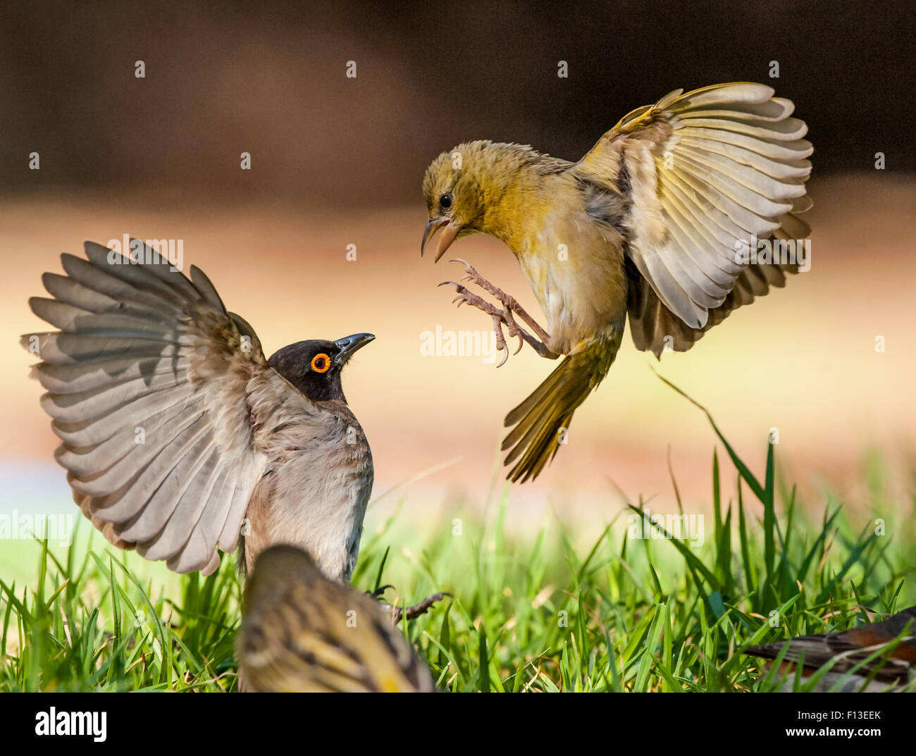 Birds competing for food in a garden, South Africa Stock Photo Alamy