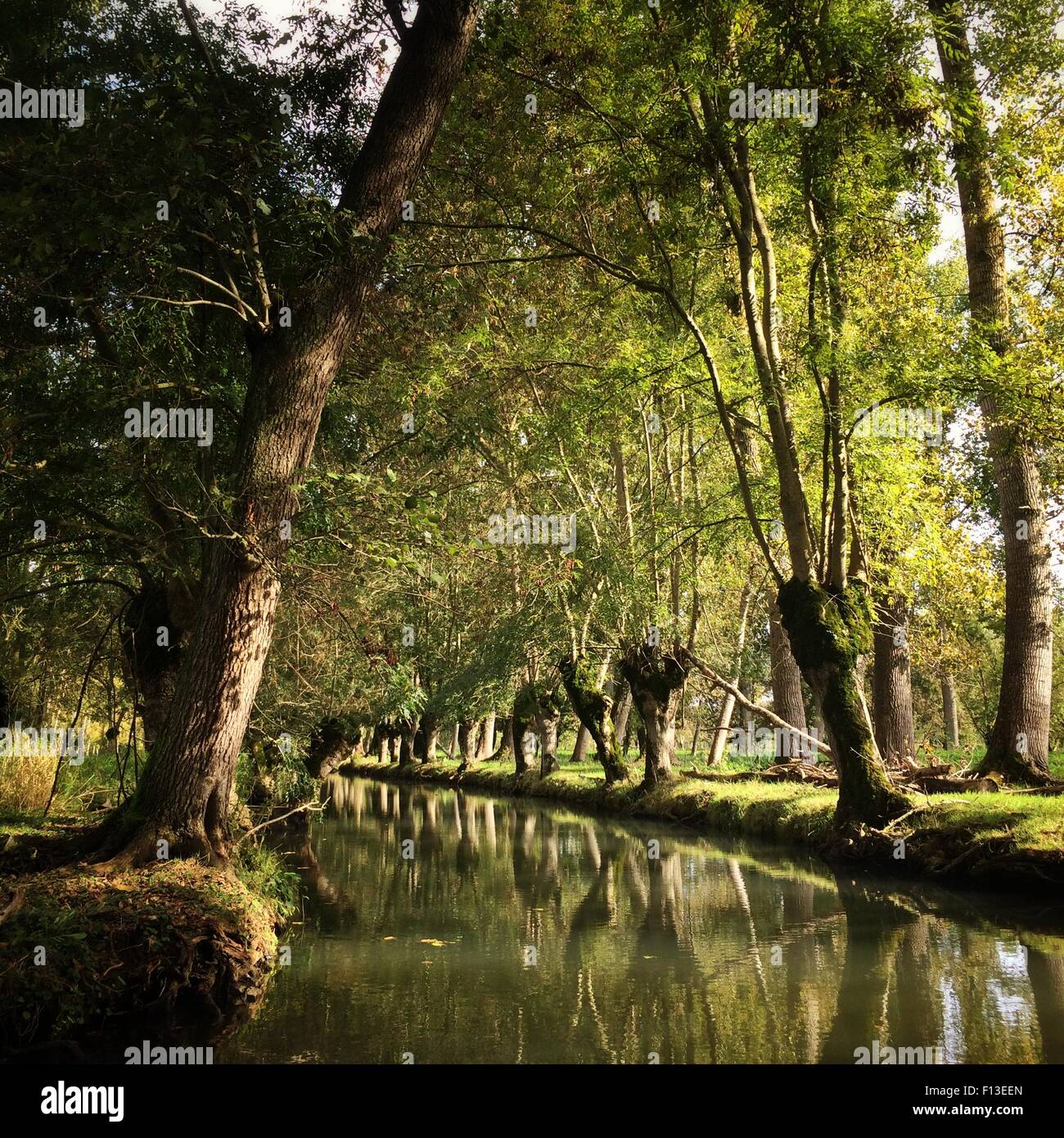 Reflection of trees in a canal, Marais Poitevin, France Stock Photo
