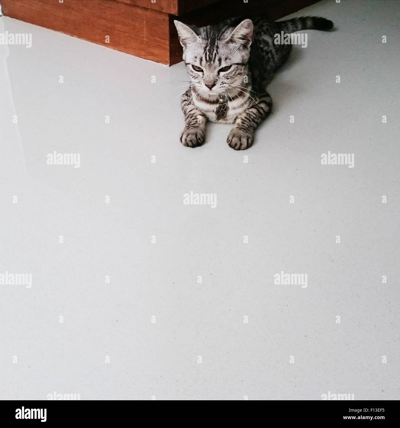 Portrait of a grumpy cat Stock Photo