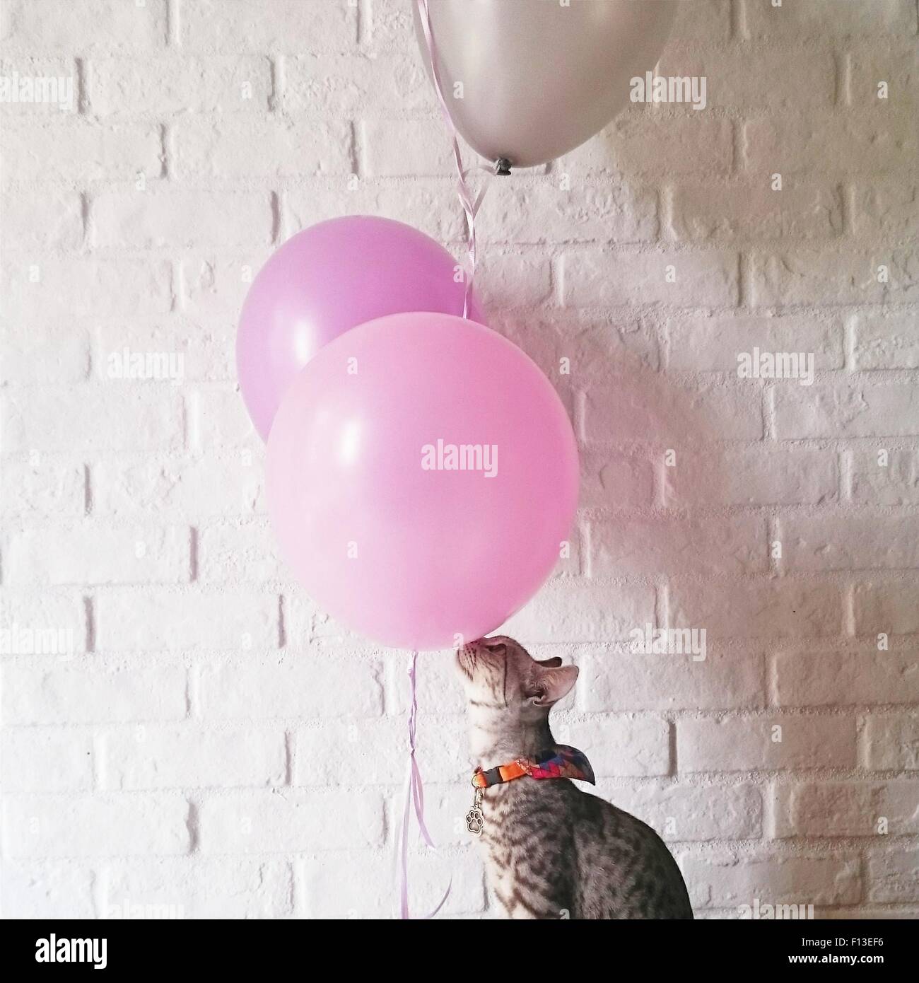 Cat playing with balloons Stock Photo