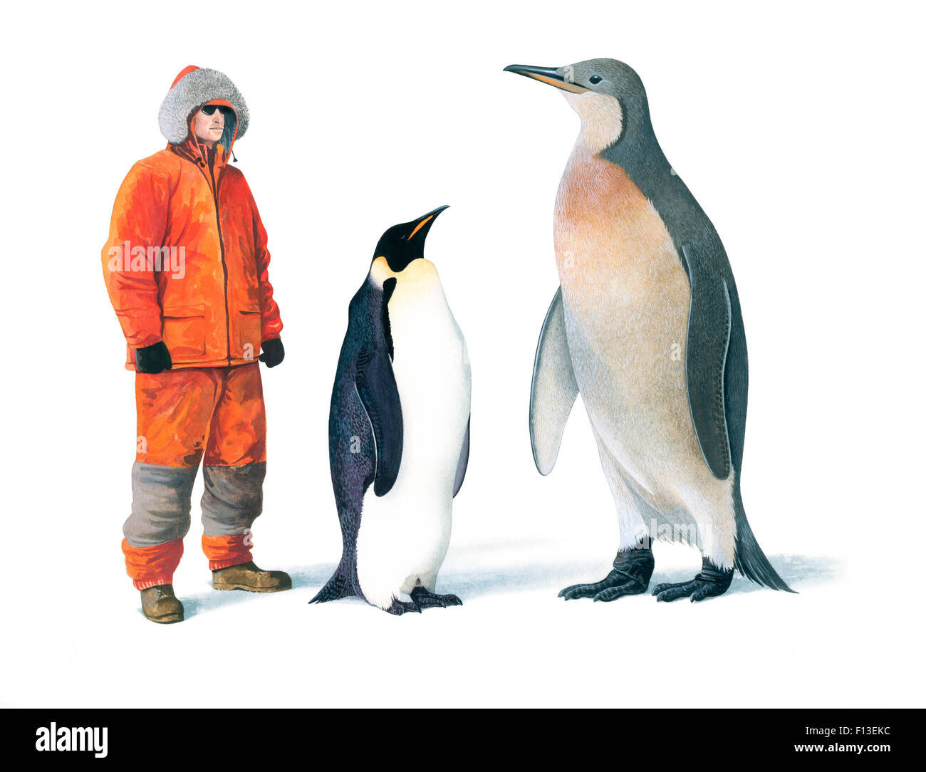 Illustration Of Extinct Mega Penguin (Palaeeudyptes Klekowskii) With Human And Emperor Penguin (Aptenodytes Forsteri) For Scale. Mega Penguins Were The Largest And Heaviest Penguins Ever, With This Species Reaching 2 Metres In