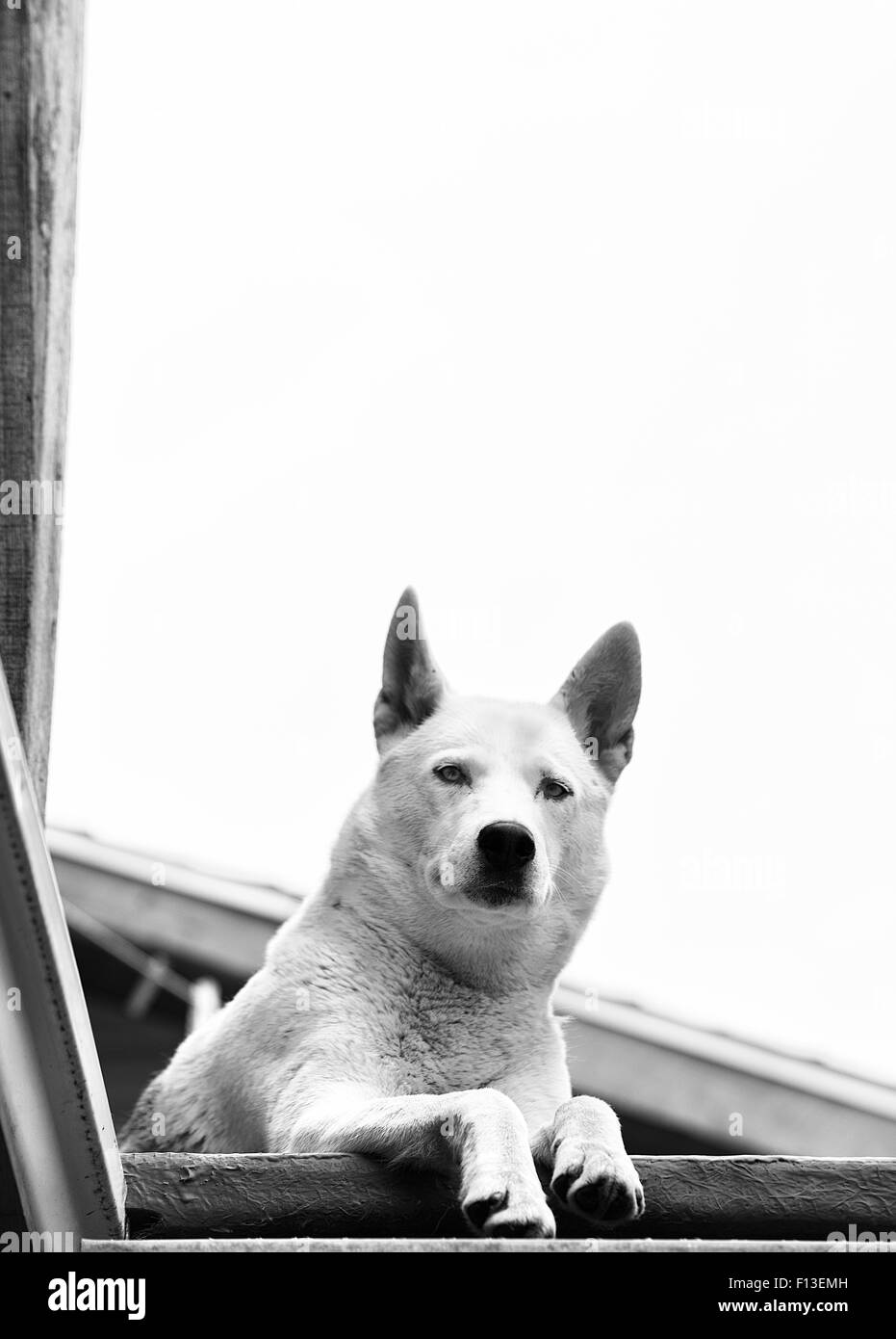 Portrait of a husky dog Stock Photo - Alamy