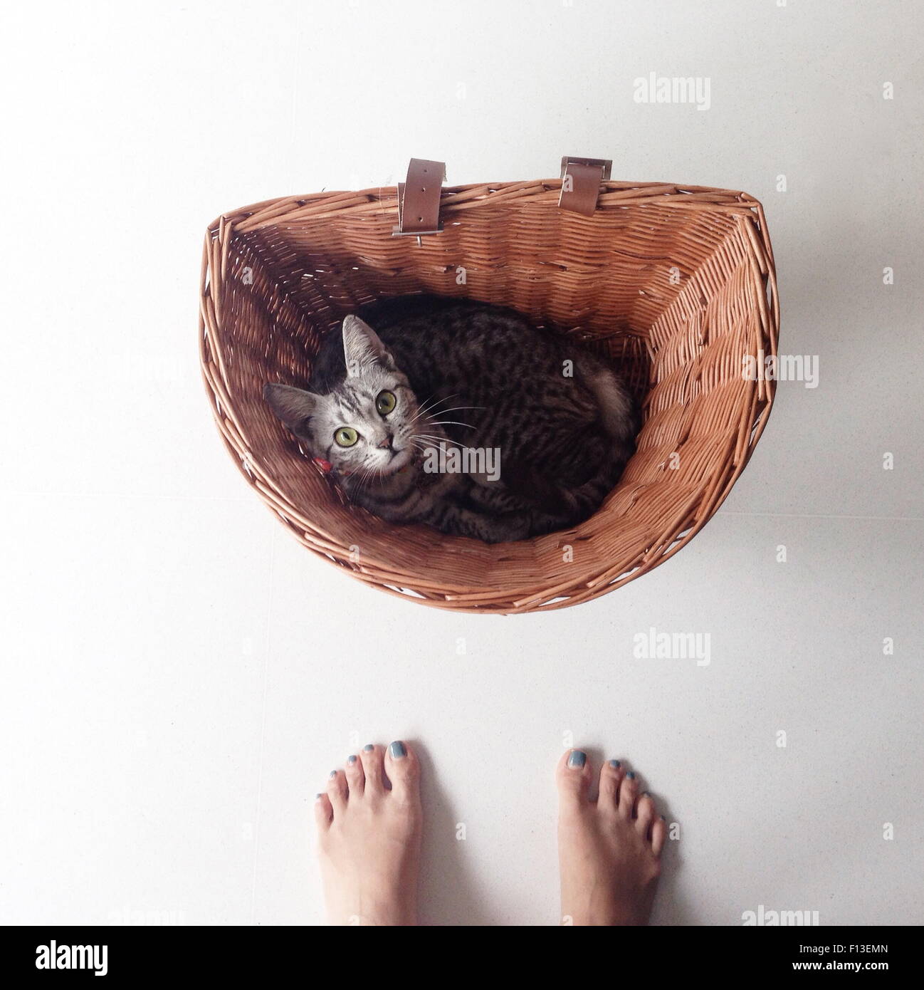 Portrait of human feet and a kitten laying in a bicycle basket Stock Photo