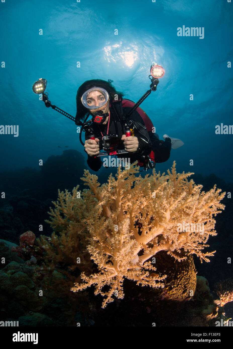 Scuba Diver photographing coral, Barnum Wall, Palau, Micronesia Stock Photo