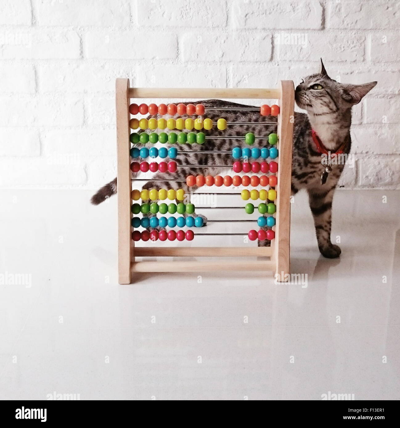 Cat plying with a colorful abacus Stock Photo