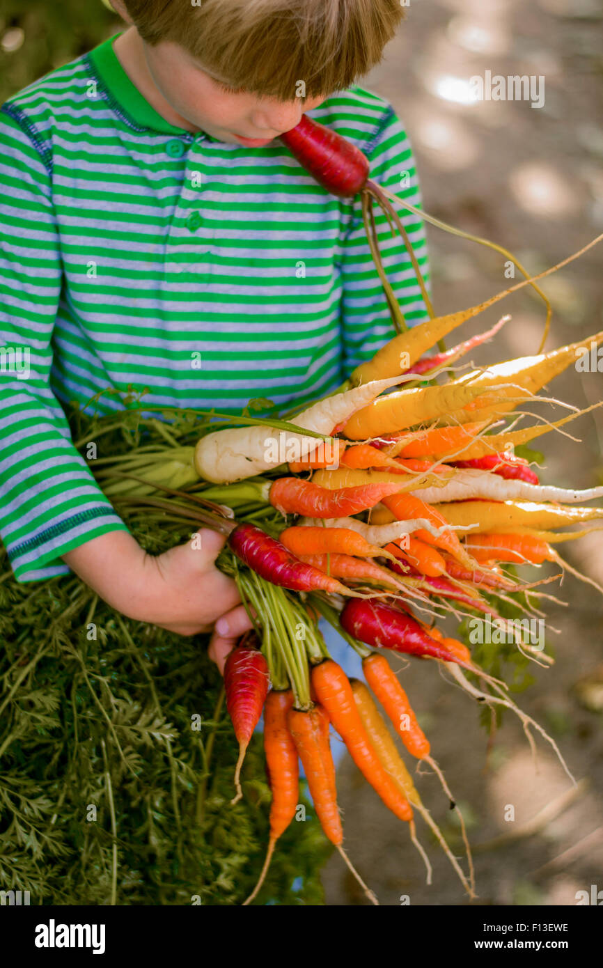 Boy holding a bunch of freshly picked carrots Stock Photo