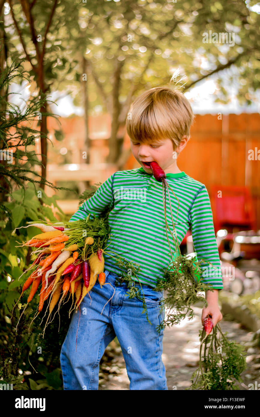 Boy carrying a bunch of freshly picked carrots Stock Photo