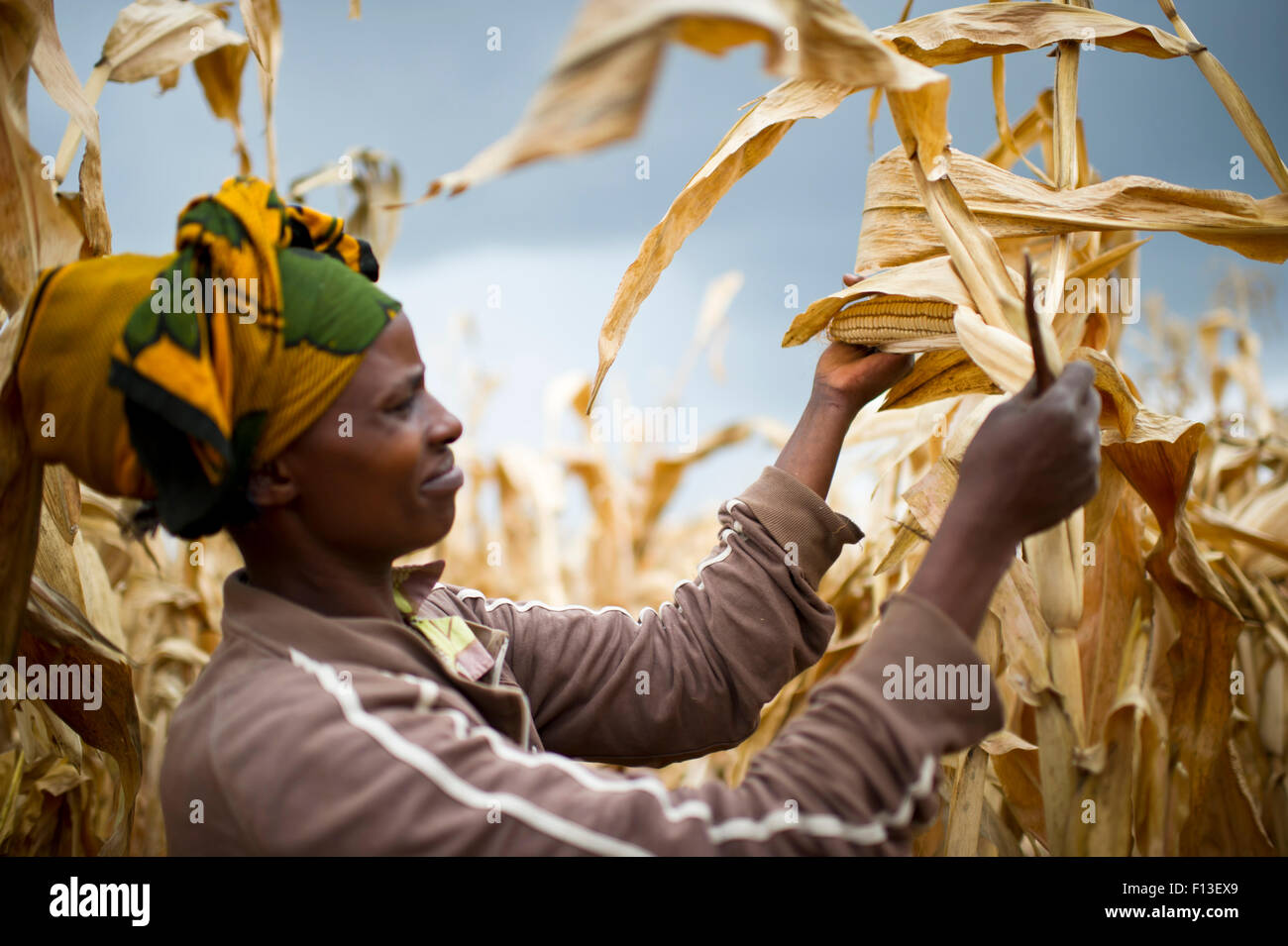 Harvesting corn africa hires stock photography and images Alamy